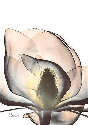 繊細な美しさを浮き彫りにするレントゲンアートポスター『Magnolia_A43