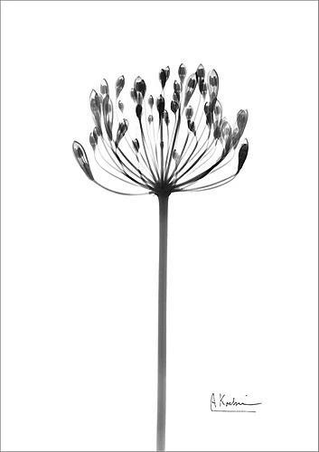 美しさを浮き彫りにするレントゲンアートのアートポスター Lily of the