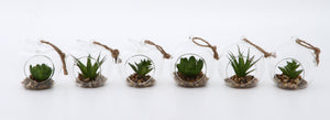 部屋に癒やしを与えるボタニカルインテリアとなるガラス多肉植物 6種アソート TANIKU - TOCO LIFE