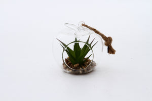 部屋に癒やしを与えるボタニカルインテリアとなるガラス多肉植物 6種アソート TANIKU - TOCO LIFE