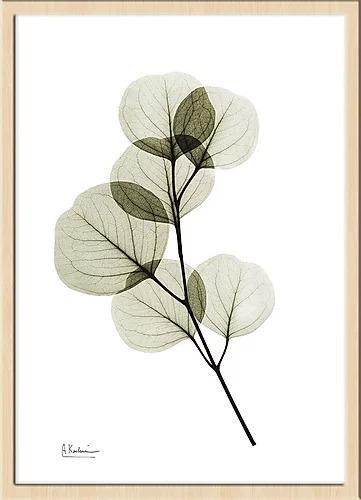 繊細な美しさを浮き彫りにするレントゲンアートポスター『Eucalyptus』