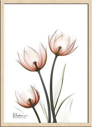 繊細な美しさを浮き彫りにするレントゲンアートポスター『tulipsC68』