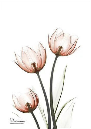 繊細な美しさを浮き彫りにするレントゲンアートポスター『tulipsC68』 - TOCO LIFE