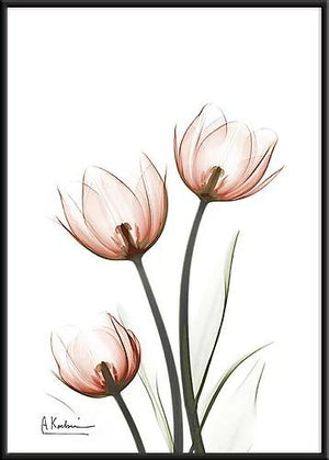 繊細な美しさを浮き彫りにするレントゲンアートポスター『tulipsC68』 - TOCO LIFE