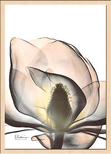 繊細な美しさを浮き彫りにするレントゲンアートポスター『Magnolia_A43』