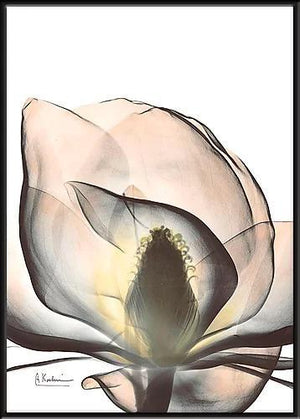 繊細な美しさを浮き彫りにするレントゲンアートポスター『Magnolia_A43』 - TOCO LIFE